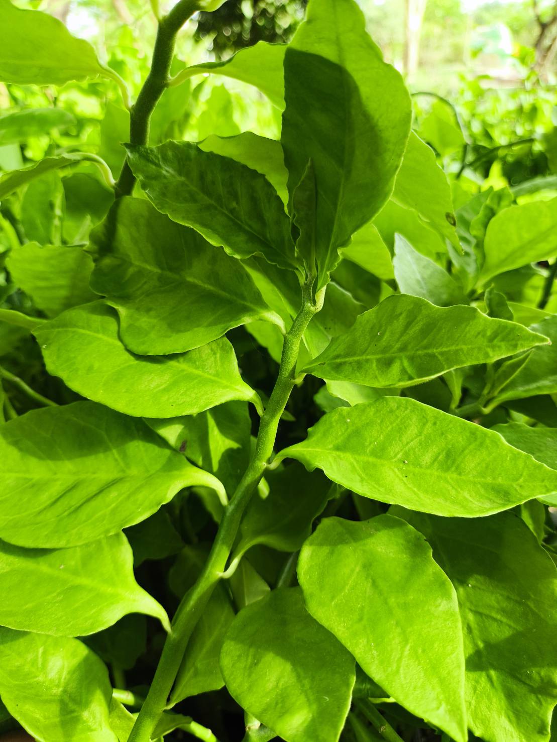 🌿 กิ่งแสยกสีเขียว ตัดสด 🌿 Zigzag Plant