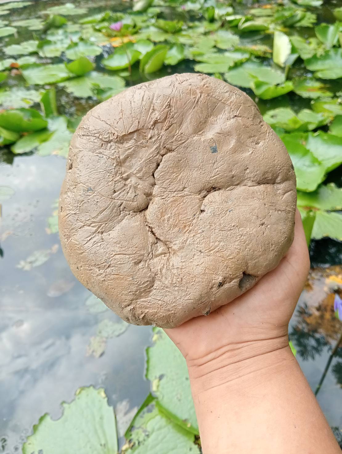 ดินเหนียว ดินปลูกบัว