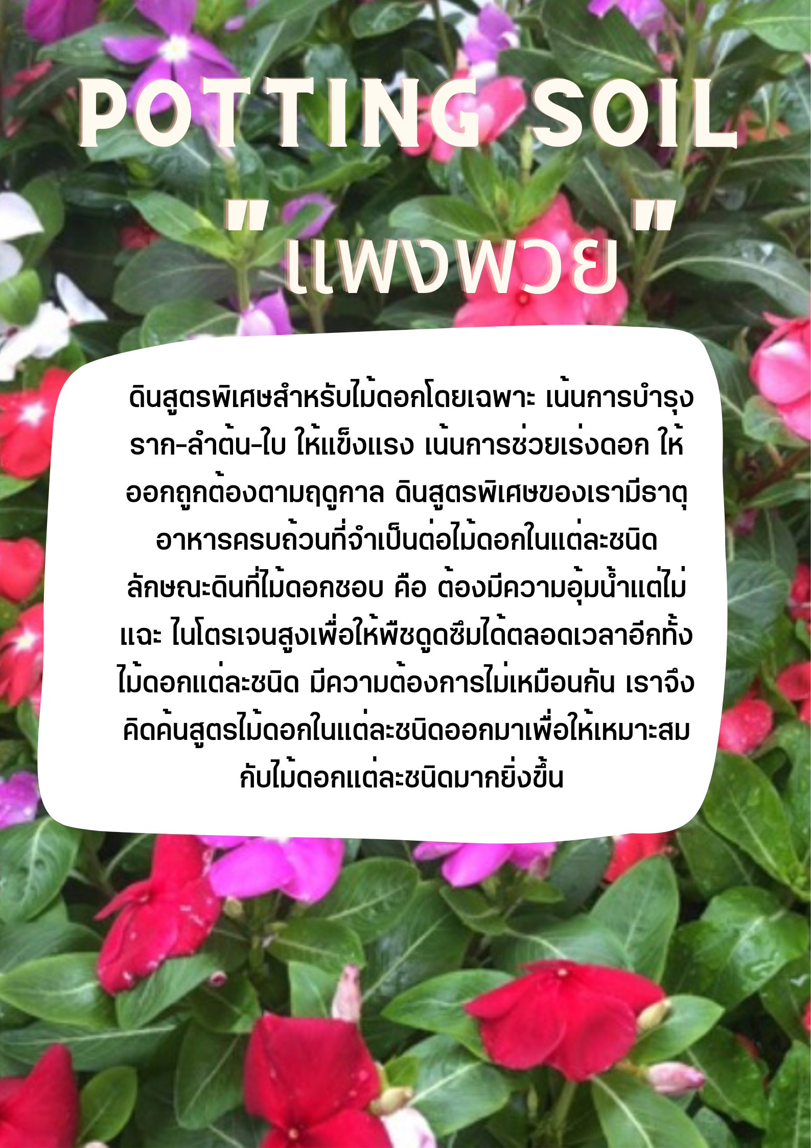 POTTING SOIL ดินแพงพวย