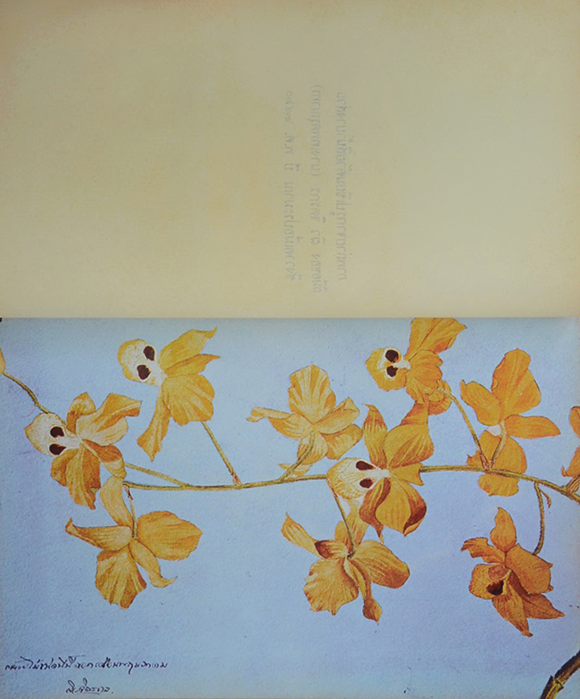 ผิว กัลยาณมิตร (มุมน้ำเงิน)