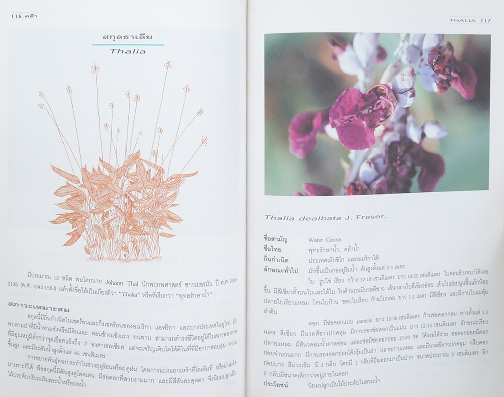 คล้า: ไม้ใบไม้ประดับ