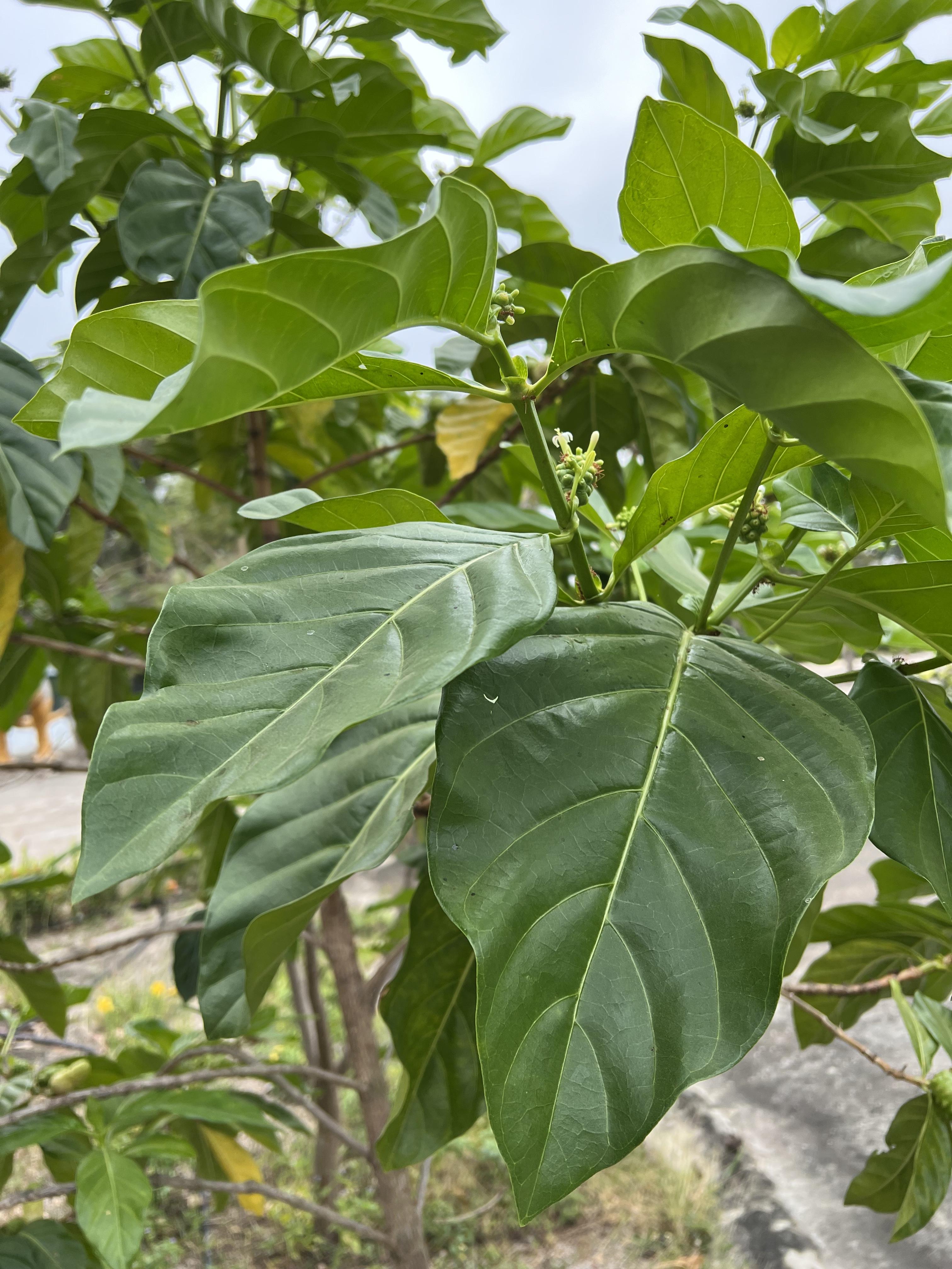 ใบยอสด ทำห่อหมก สด สะอาด ปลอดสารเคมี 50 ใบ