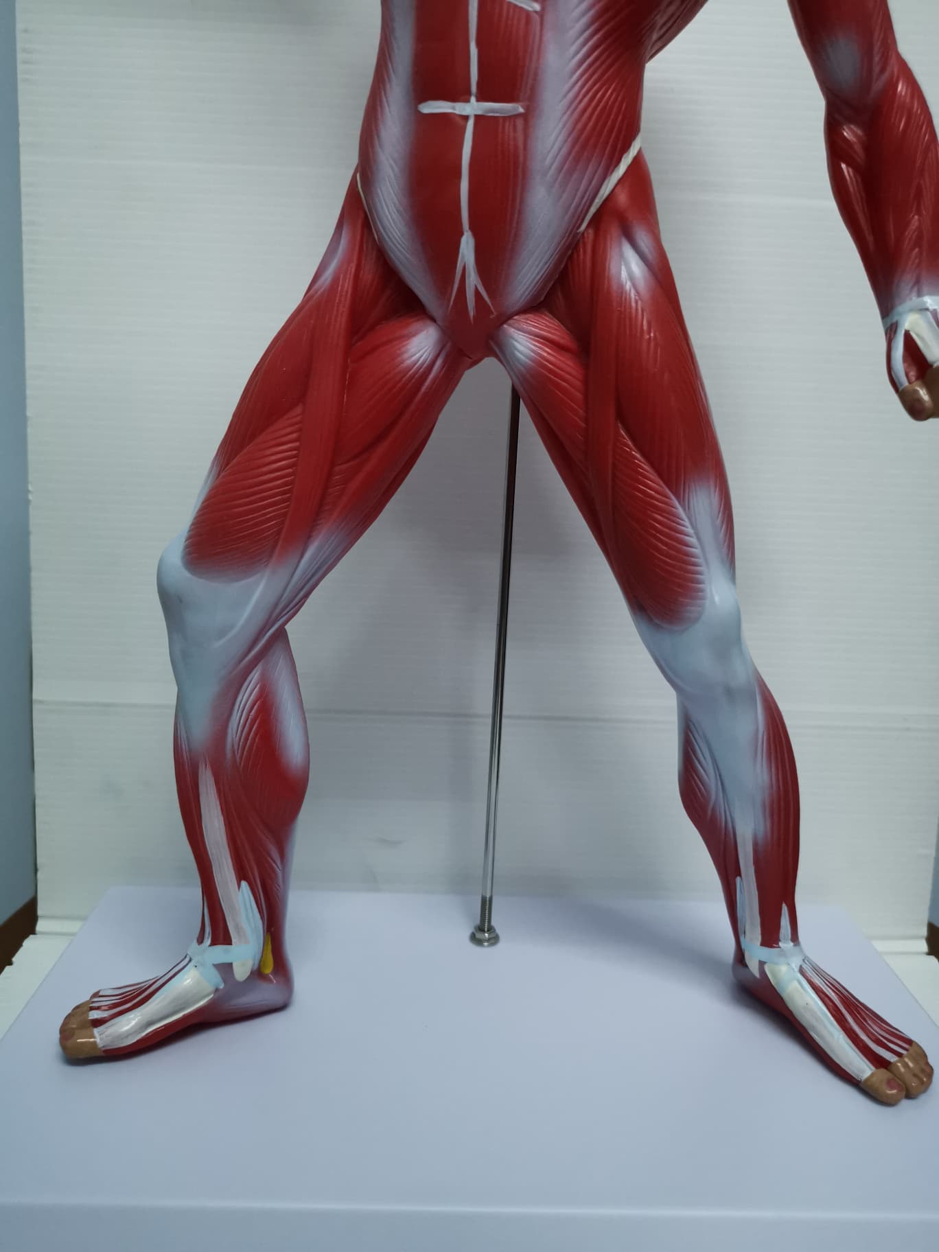 หุ่นจำลองกล้ามเนื้อ ความสูง 55 ซม.