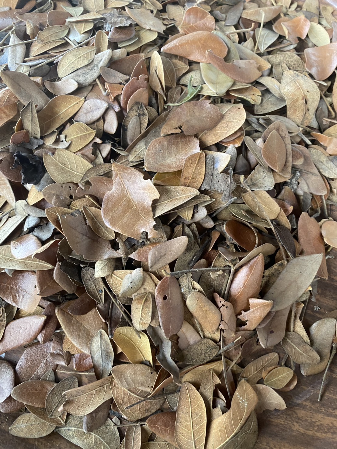 ใบก้ามปูแห้ง ใบจามจุรีแห้ง Claw leaf