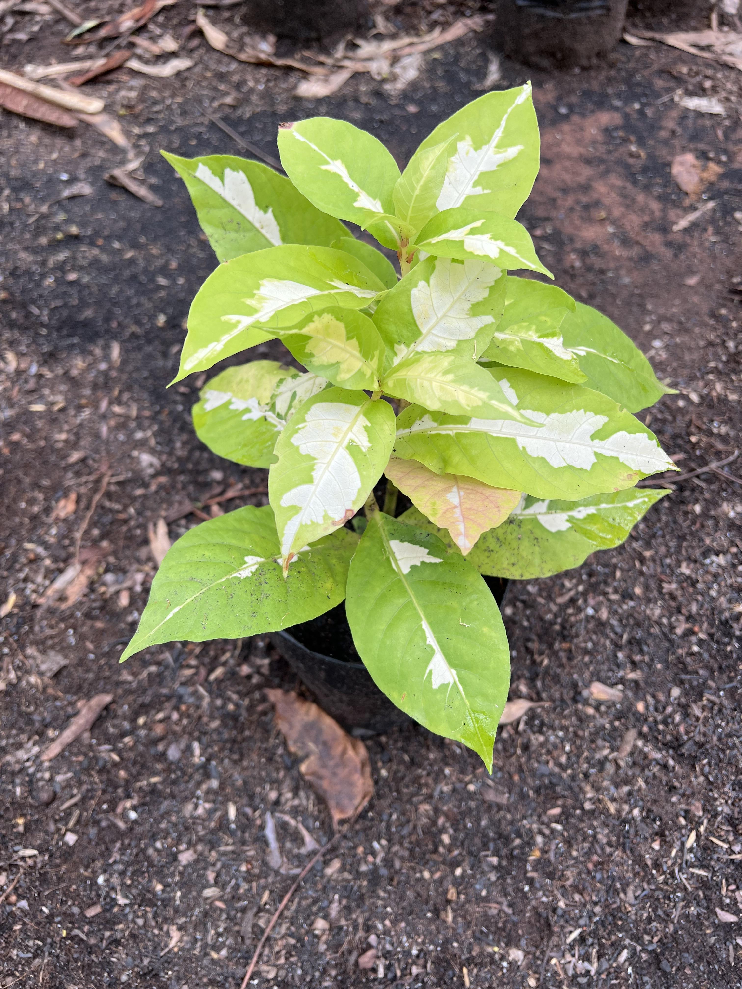 ใบเงิน ใบทอง ใบนาค ใบชมพู Caricature plant ไม้พุ่ม ไม้ประดับ ไม้มงคล