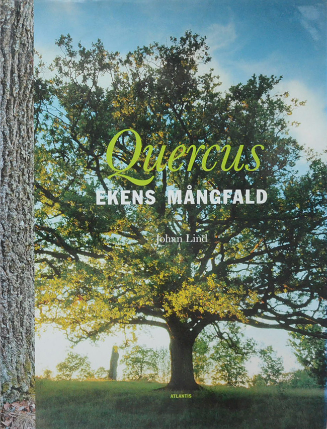 Quercus EKENS MANGRALD