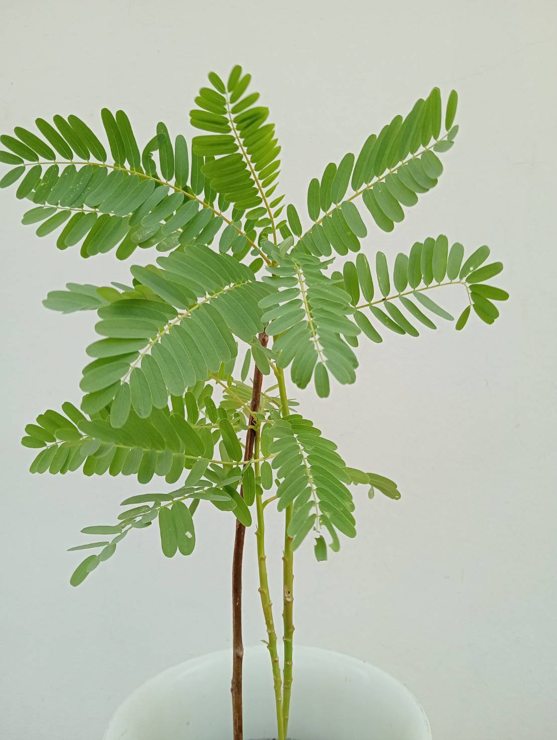 แคขาว Sesban