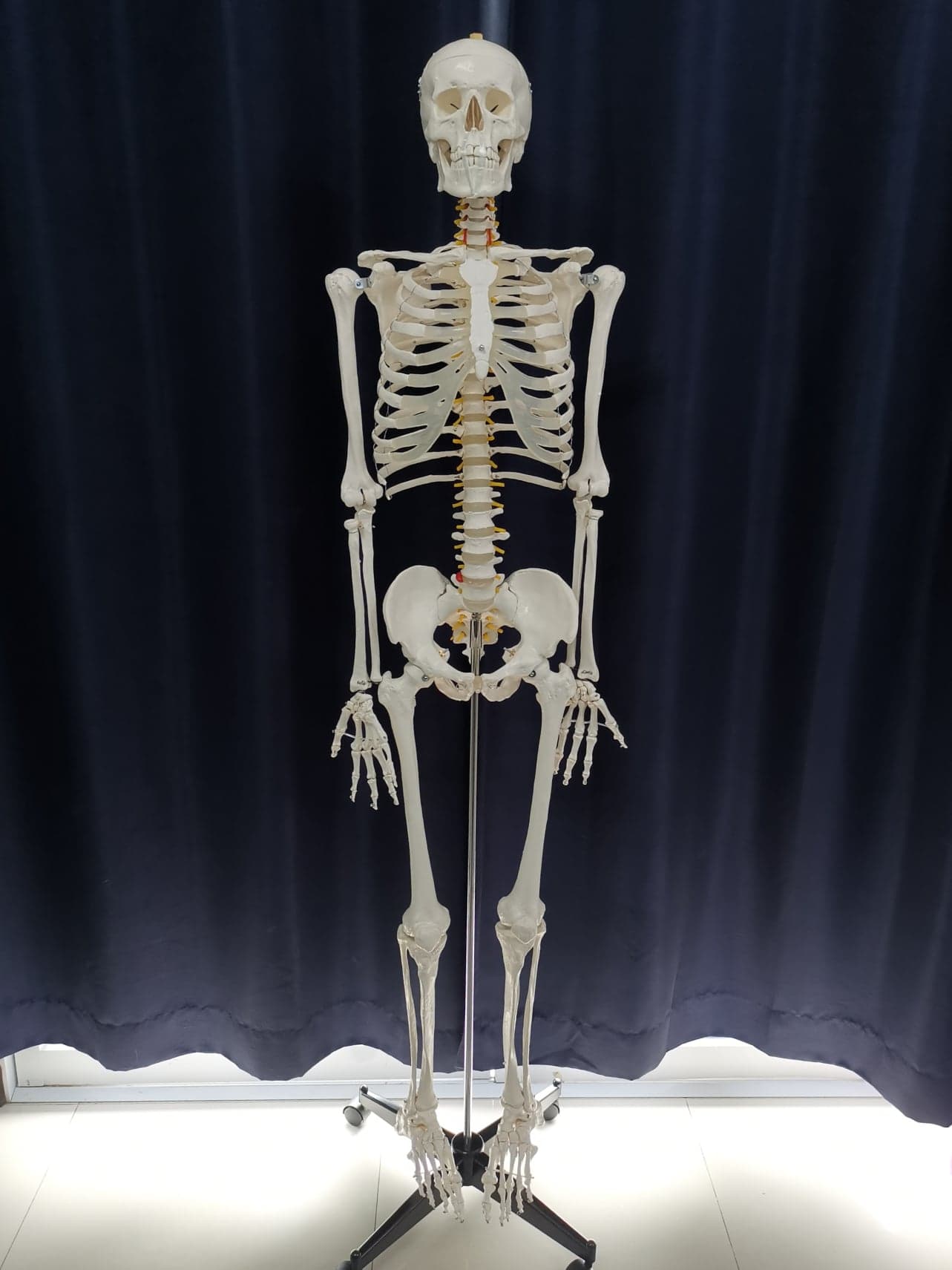 โมเดลโครงกระดูกมนุษย์ ขนาดเท่าของจริง แบบกระดูกอ่อนใส (รุ่น PVC แข็งแรงพิเศษ)