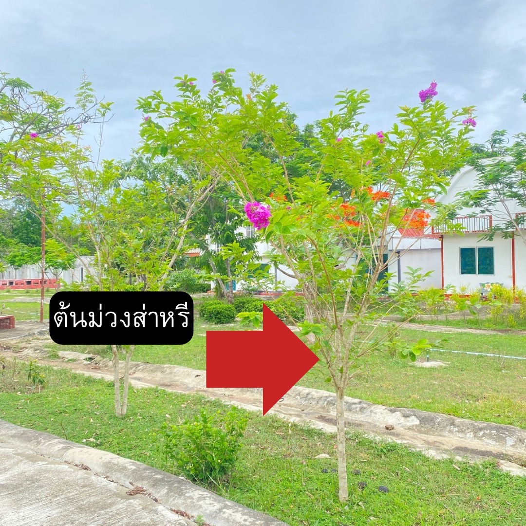 ต้นม่วงส่าหรี Lagerstroemia hybrid
