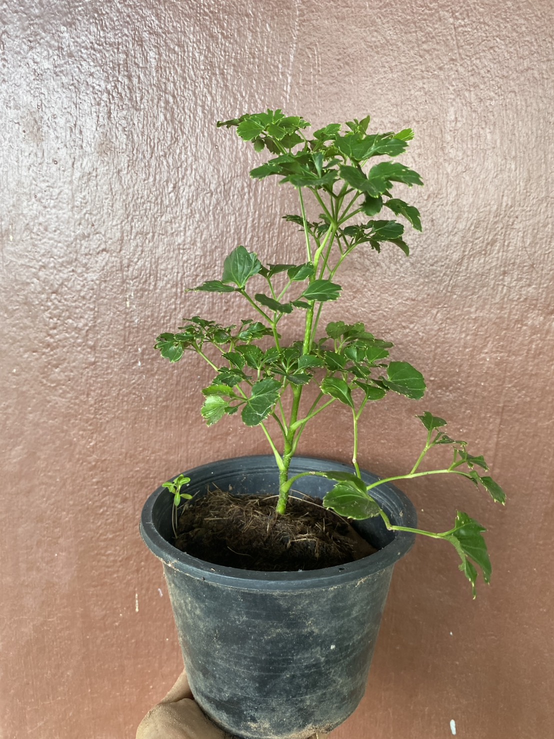 ต้นเล็บครุฑใบผักชี Celere leaved panax