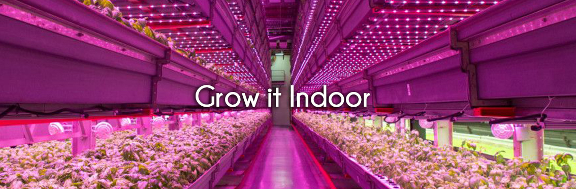 Grow Shop (Thailand) อุปกรณ์ปลูกต้นไม้ในบ้าน Home Grow Indoor ฺBio Farming