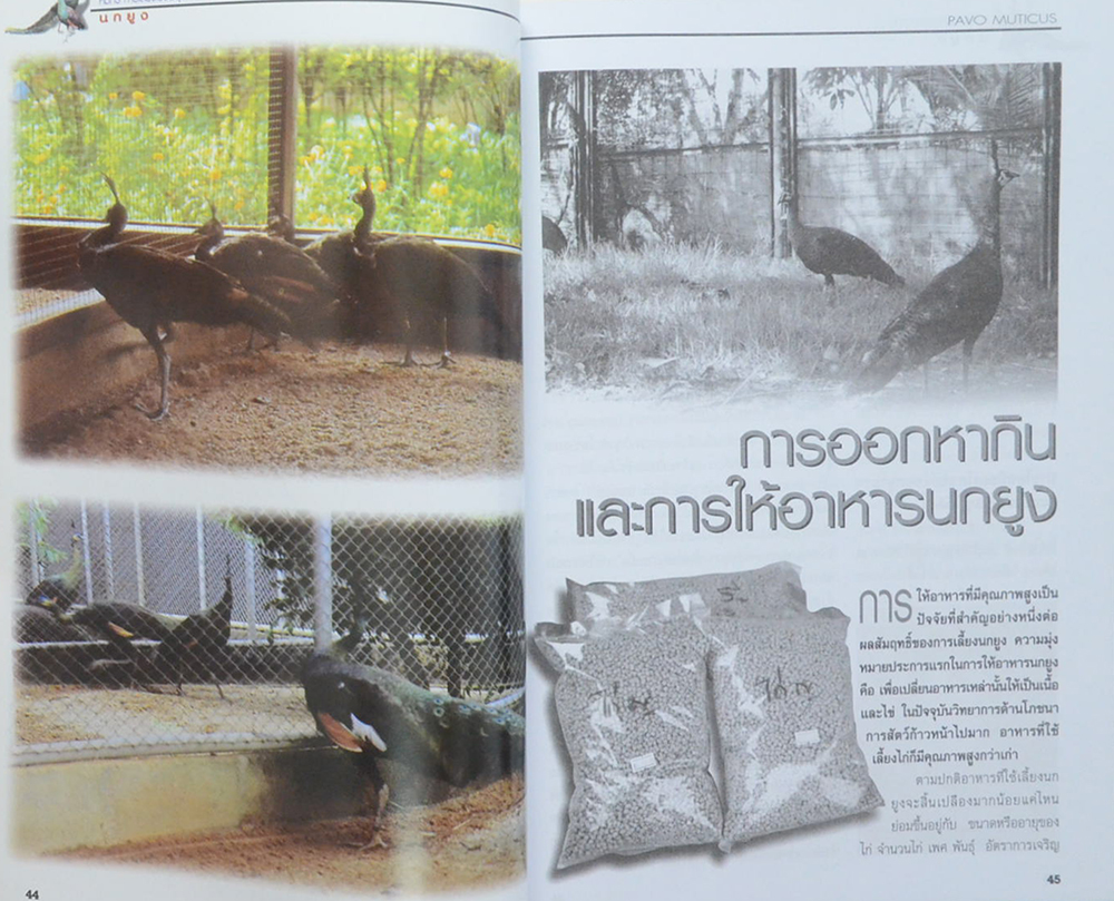 นกยูง (ขายตามสภาพ)