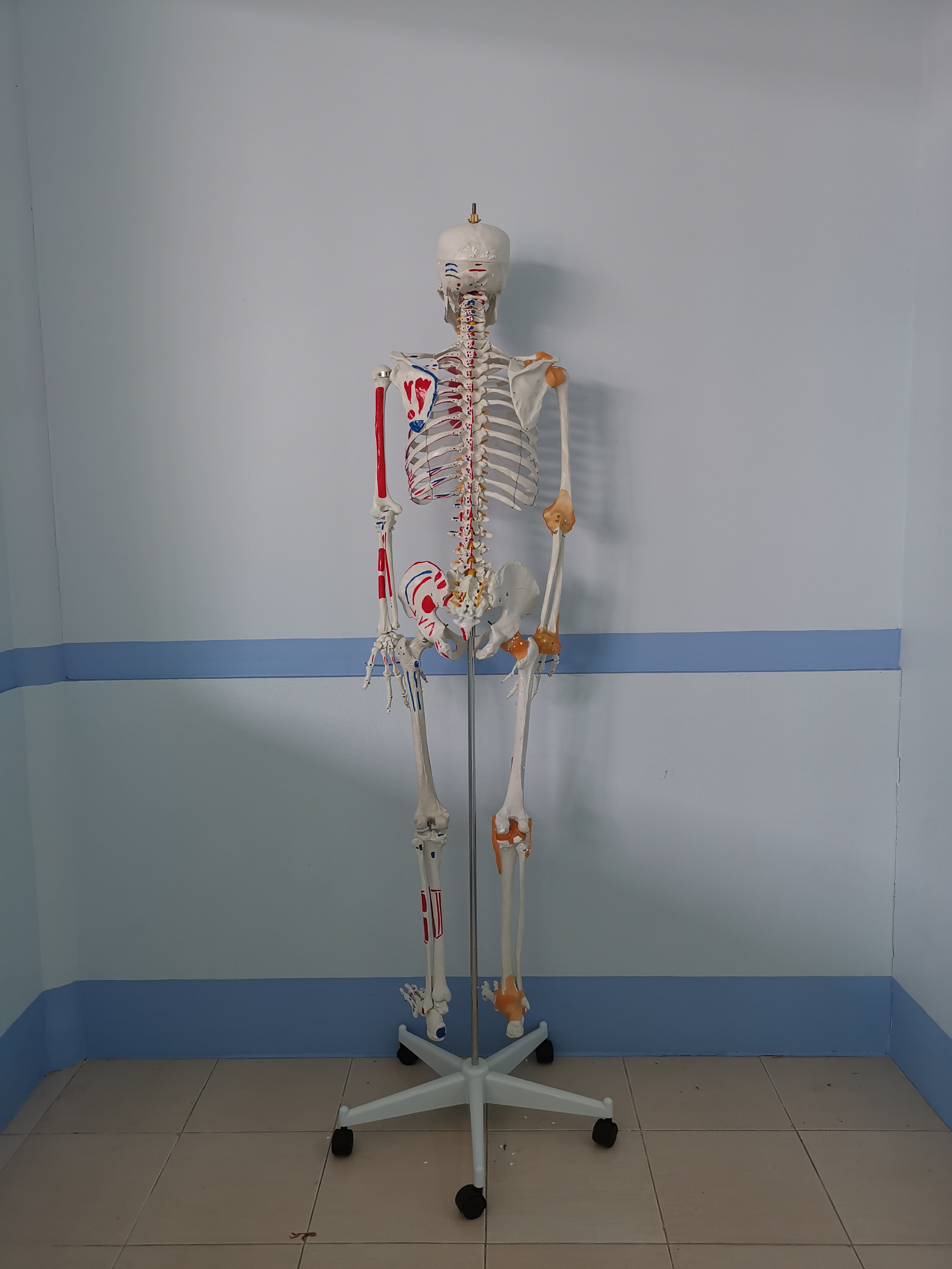 โมเดลโครงกระดูกมนุษย์ ขนาดเท่าของจริง แบบแสดงเอ็นข้อต่อและจุดเกาะกล้ามเนื้อ (รุ่น PVC แข็งแรงพิเศษ)