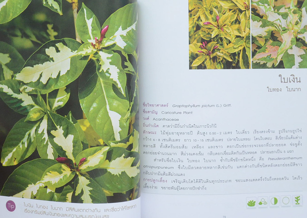 ศาสตราจารย์เกียรติคุณมงคล สีห์โสภณ (พรรณไม้นามมงคล)