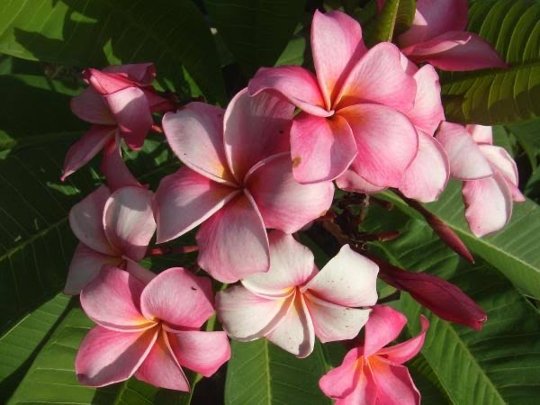 ต้นลีลาวดี ชมพูอีสาน ต้นลั่นทม Plumeria ไม้ดอกยืนต้น