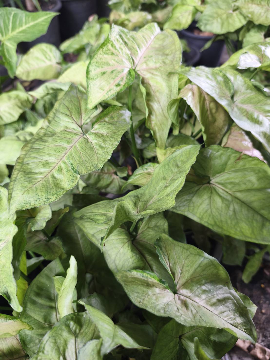 ต้นออมเงิน Syngonium