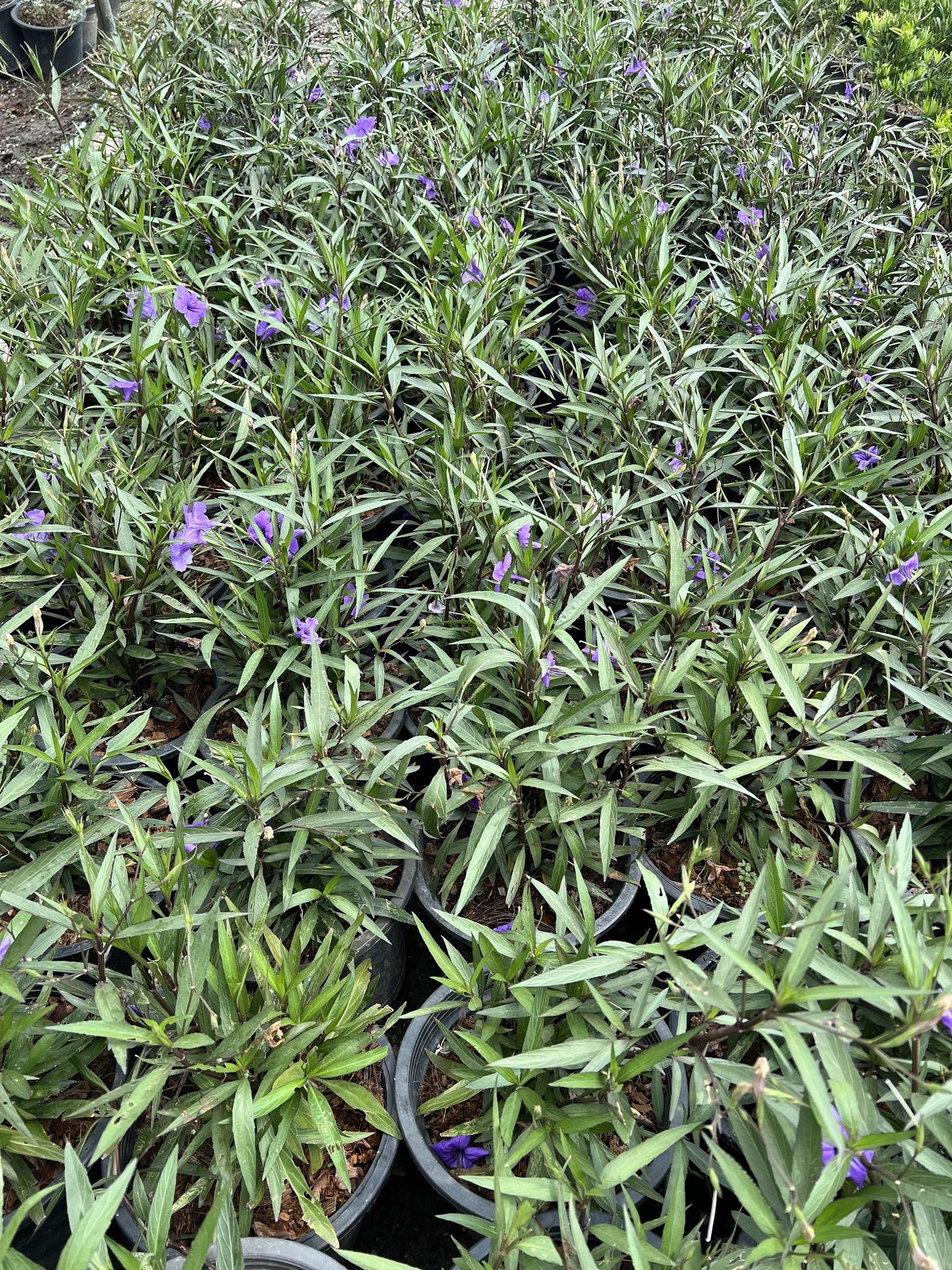 ฟ้าประทานพร สีม่วง Ruellia ต้อยติ่ง