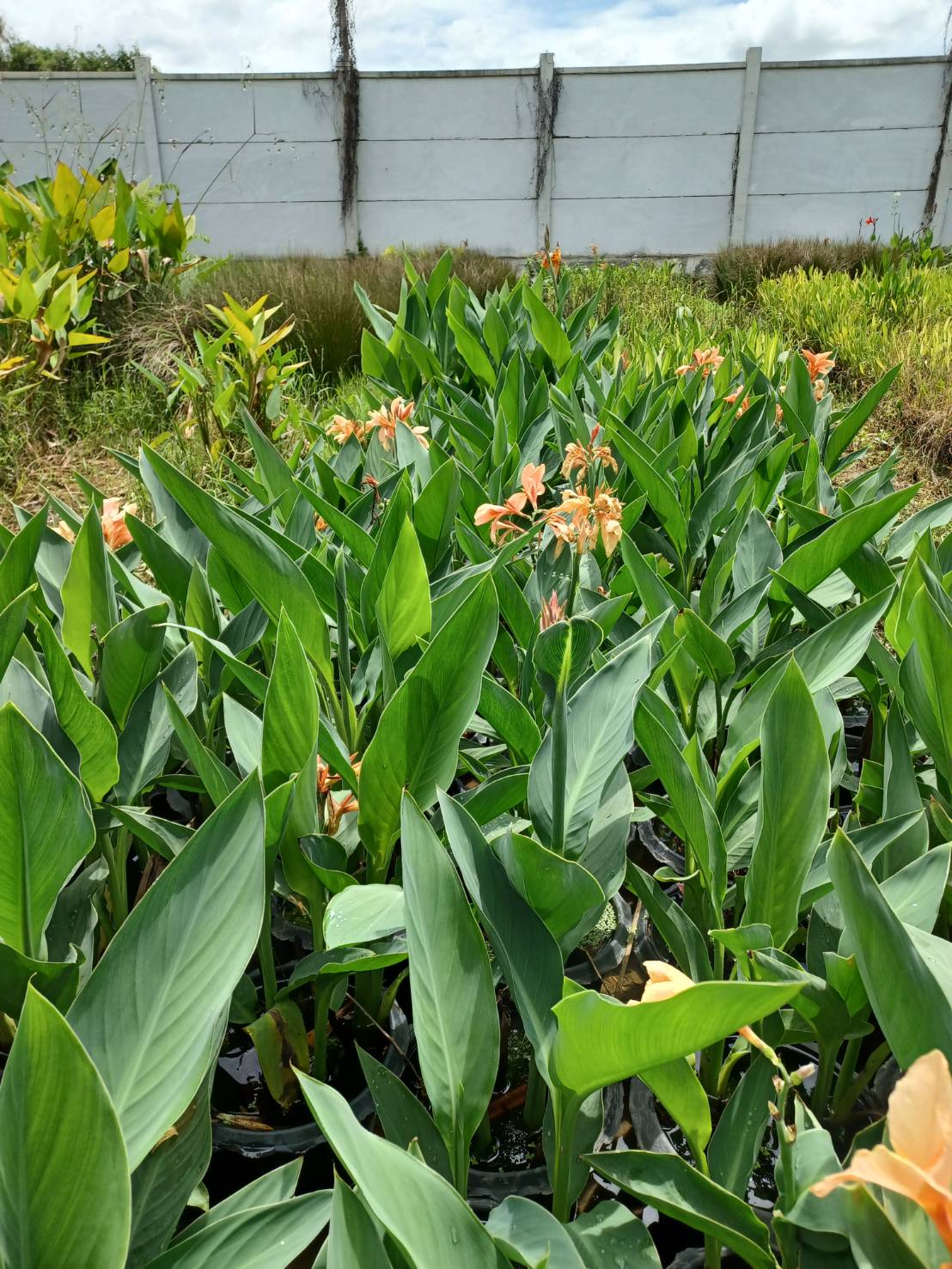 พุทธรักษา Canna Lily ไม้มงคล สีส้ม