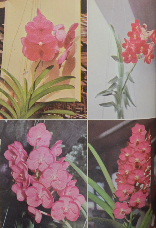 ชวน ไทยเจริญ อนุสรณ์ (การปลูกเลี้ยงกล้วยไม้)