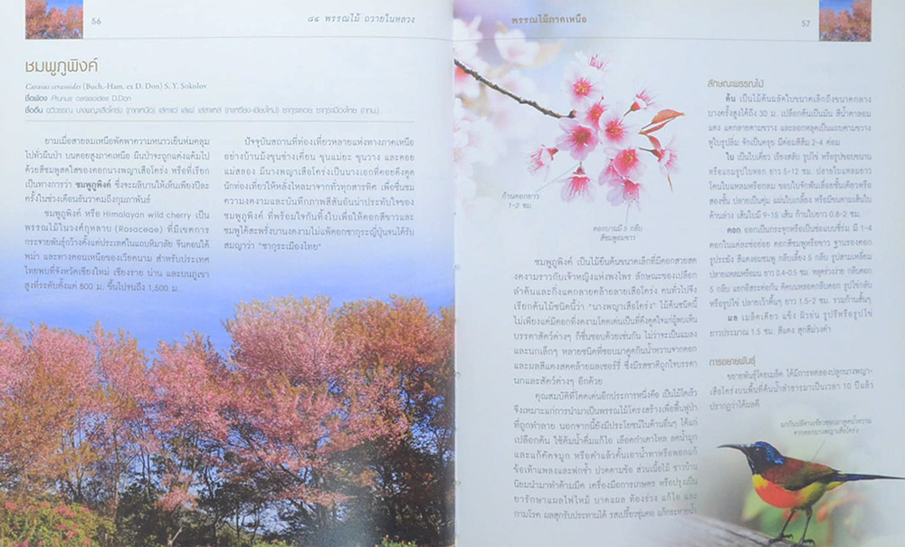 84 พรรณไม้ถวายในหลวง (มีเมล็ดพืช 3 ชนิดให้ทดลองปลูก / ขายตามสภาพ)