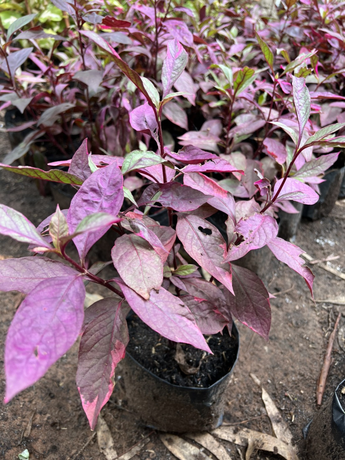 ต้นแดงสิงคโปร์ dentata ruby , little ruby ไม้มงคลพุ่มเตี้ย