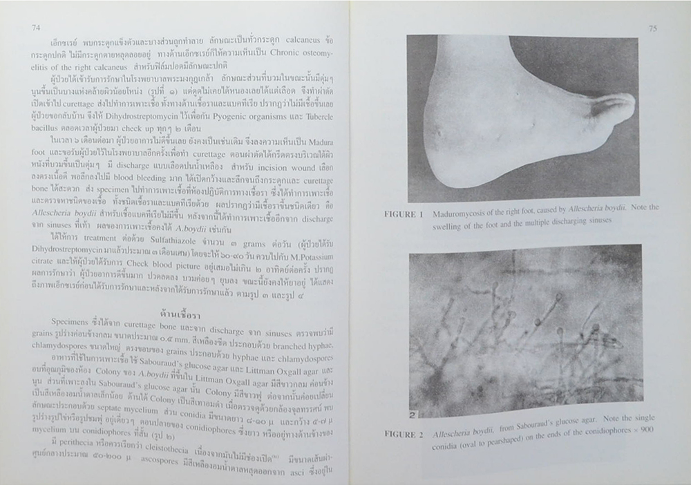 วิจัยเชื้อราและภาพวาด (ภาษาไทย-อังกฤษ) (ขายตามสภาพ)