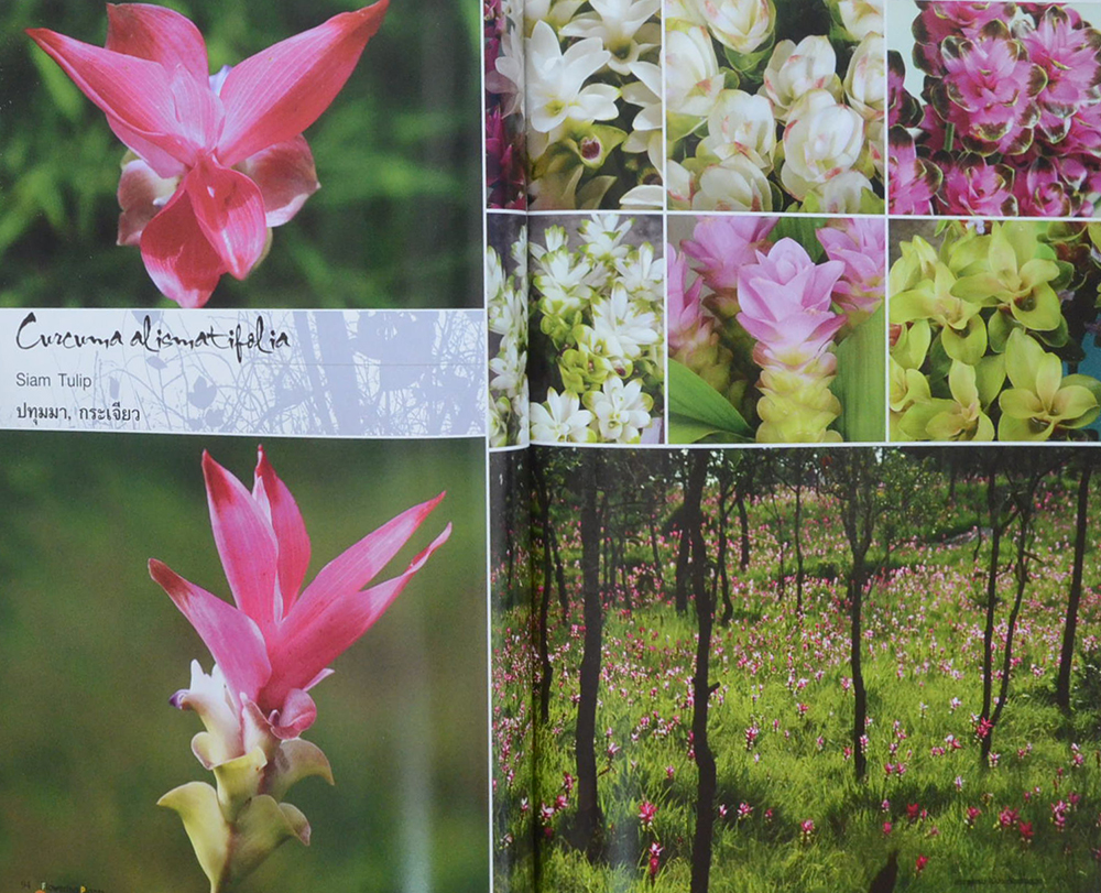 สารานุกรมไม้ประดับแสนสวย