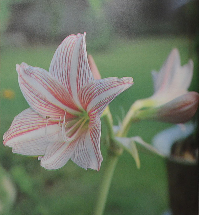 นางบุญชื้น เตชะกัมพุช (ปิโตเลียมในประเทศไทย)