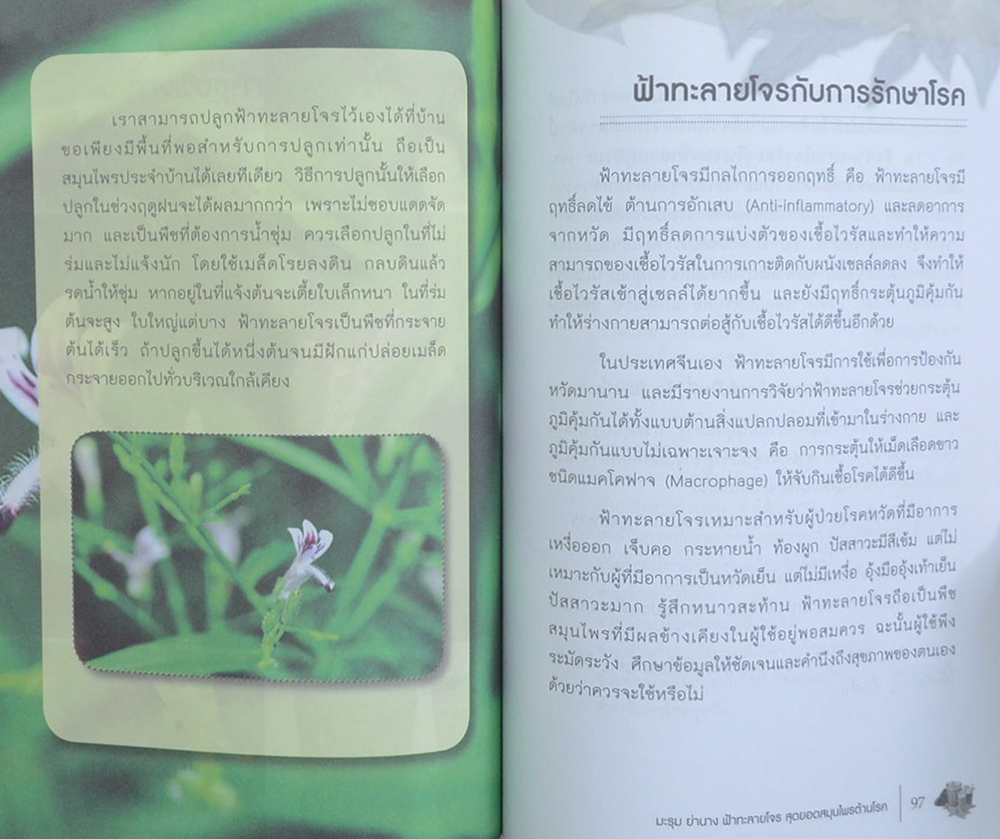 มะรุม ย่านาง ฟ้าทะลายโจร สุดยอดสมุนไพรต้านโรค