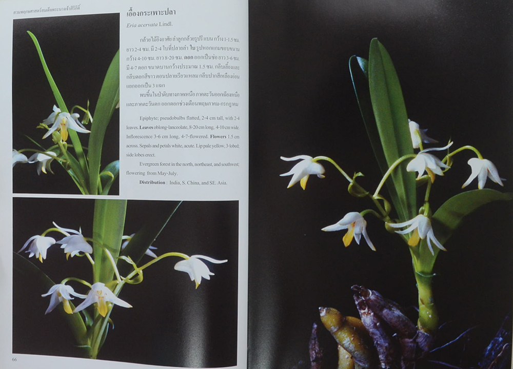 สวนพฤกษศาสตร์สมเด็จพระนางเจ้าสิริกิติ์ กล้วยไม้ไทย 2 (ไทย-อังกฤษ)
