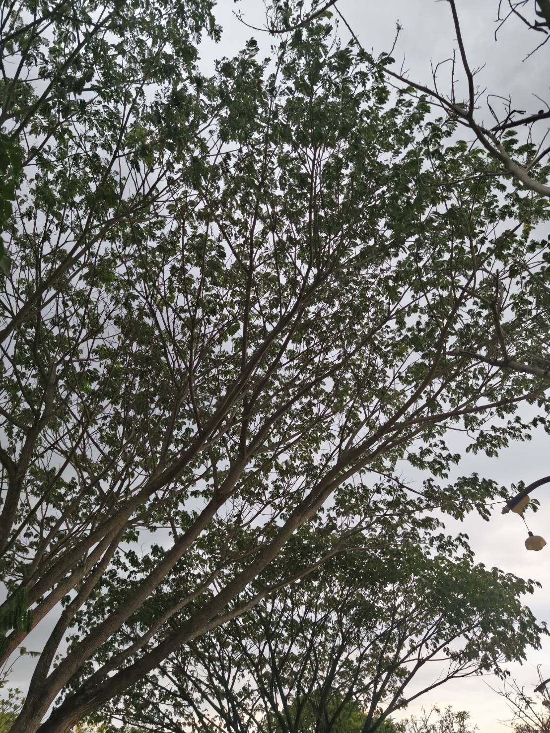 ต้นก้ามปู จามจุรี Samanea saman (Jacq.) Merr.