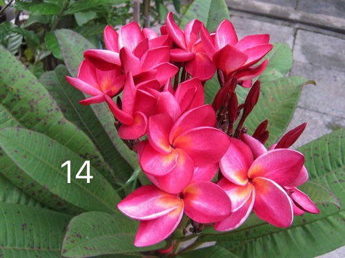 ต้นลีลาวดี แดงทัชมาฮาล ต้นลั่นทม Plumeria ไม้ดอกยืนต้น