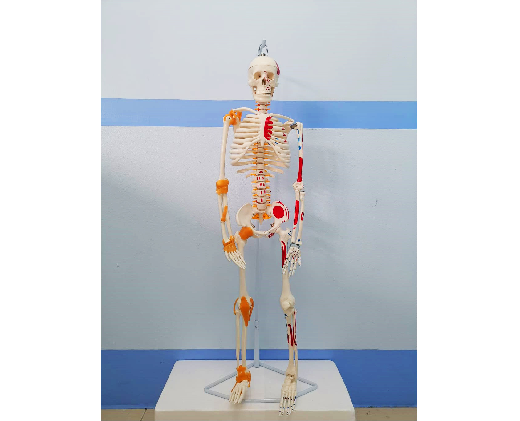 โมเดลโครงกระดูกมนุษย์ ขนาด 85 ซ.ม. แบบแสดงเอ็นยึดข้อและจุดเกาะกล้ามเนื้อ