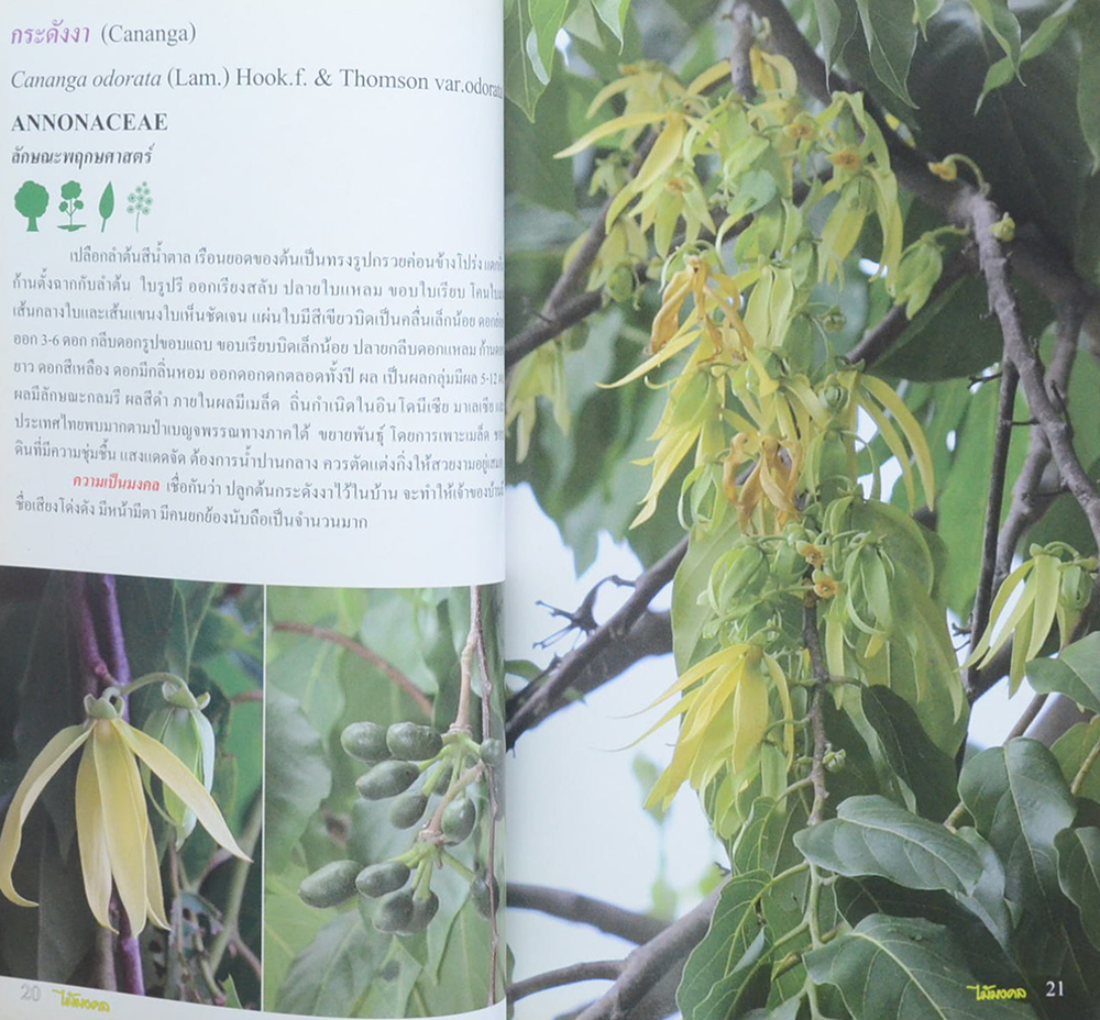 ร้อยพรรณพฤกษา ไม้มงคล