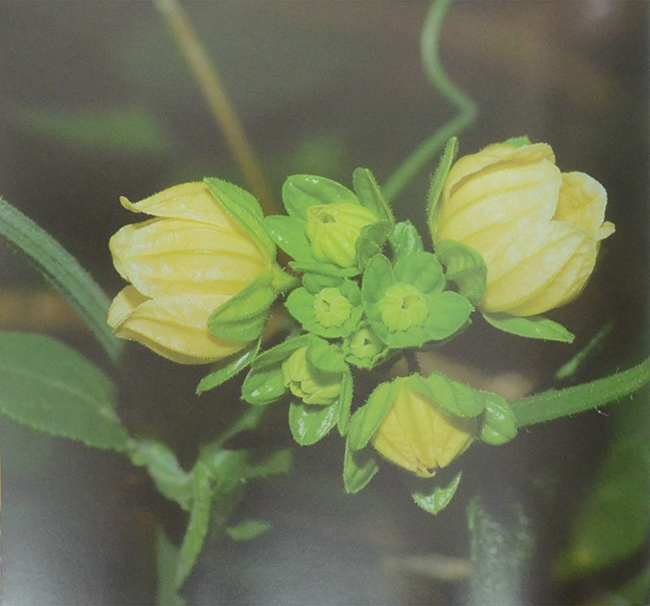 พรรณไม้เกียรติประวัติของไทย