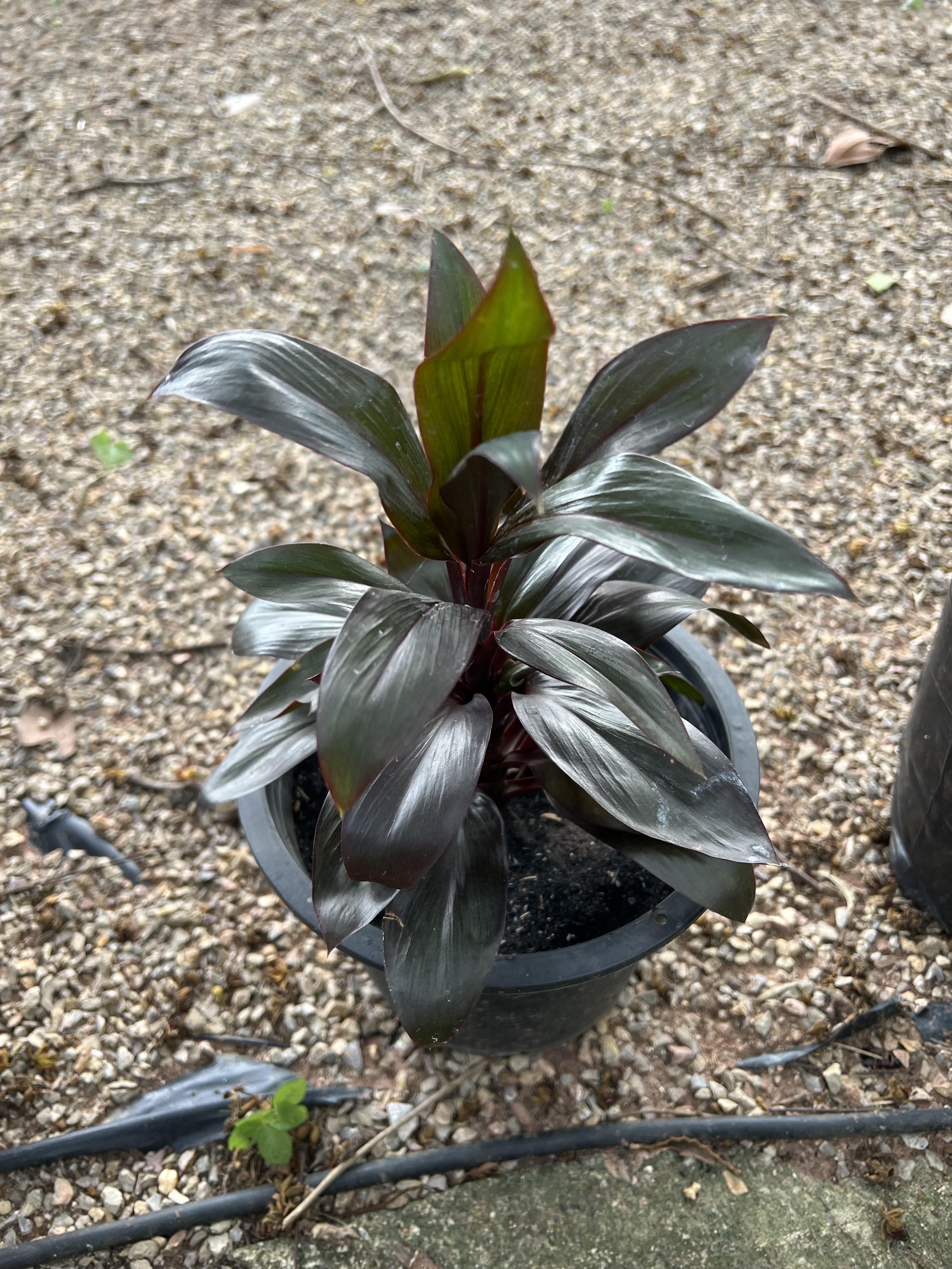 หมากผู้หมากเมีย Ti plant