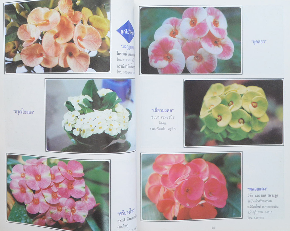 โป๊ยเซียน ไม้มงคล