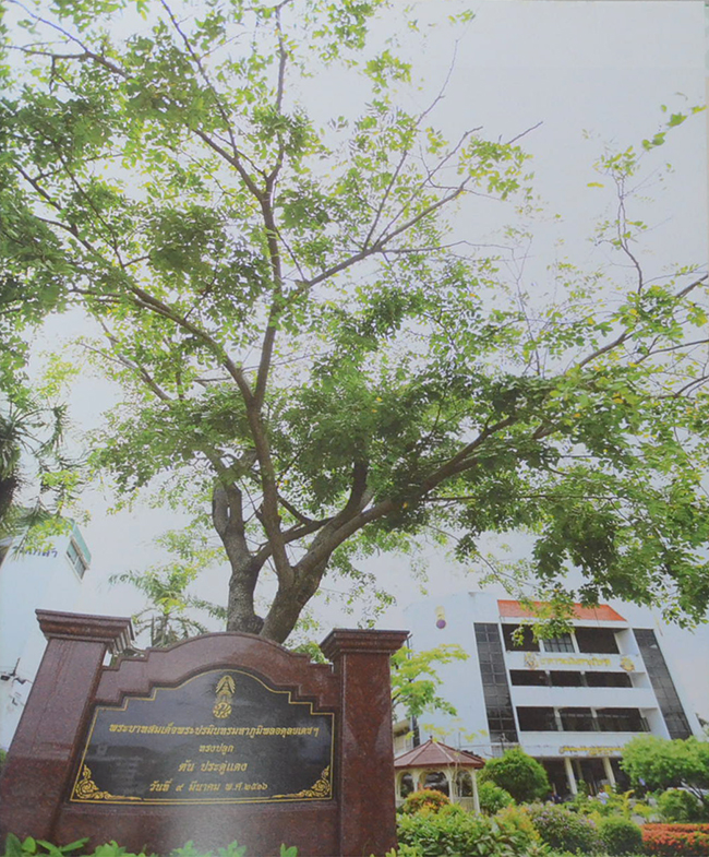 ต้นไม้ทรงปลูก (ไม่มี CD / พร้อมกล่อง / ขายตามสภาพ)