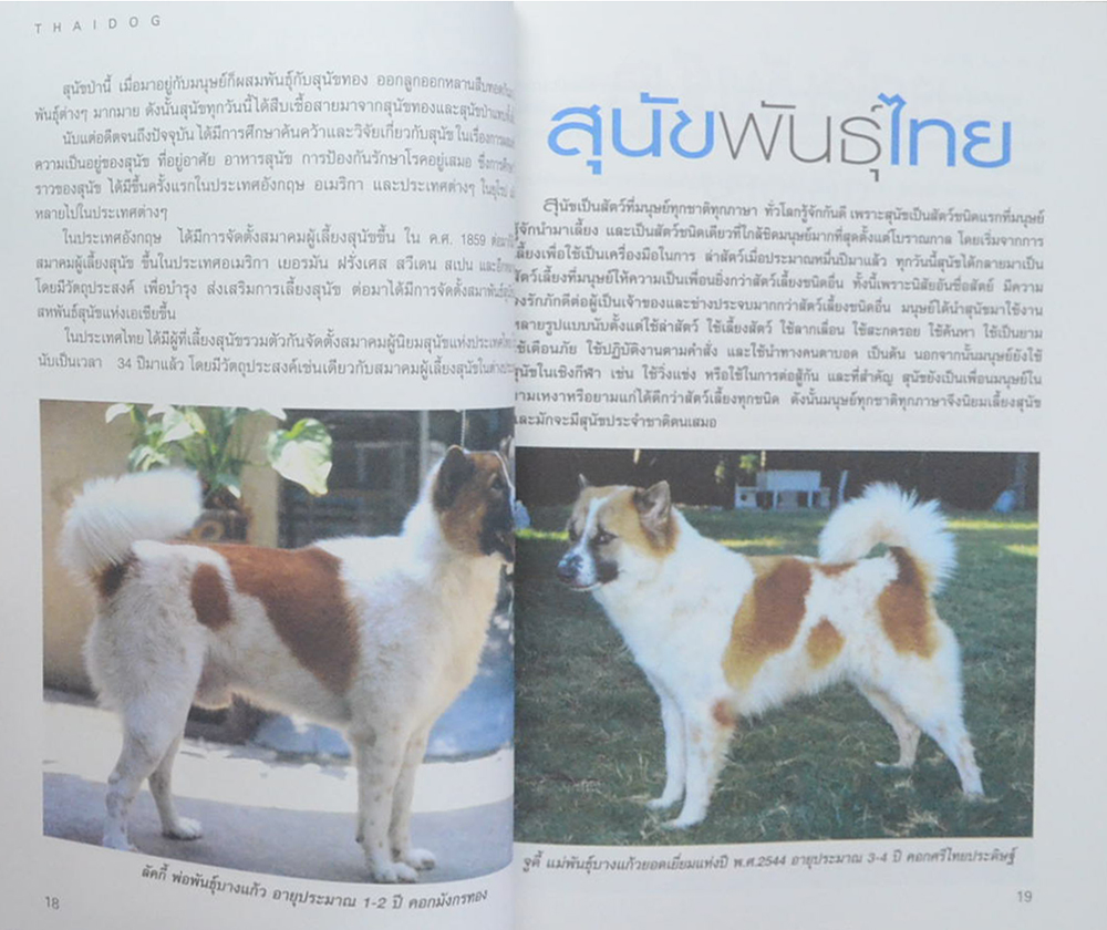 หมาไทย