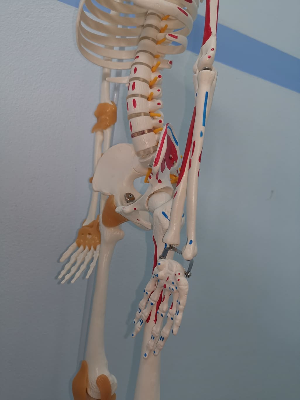 โมเดลโครงกระดูกมนุษย์ ขนาด 85 ซ.ม. แบบแสดงเอ็นยึดข้อและจุดเกาะกล้ามเนื้อ