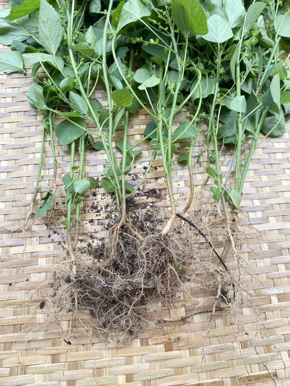 ต้นแคทนิปบอล catnip ball ต้นกัญชาแมว