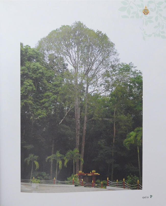 ต้นไม้ทรงปลูก (ไม่มี CD / พร้อมกล่อง / ขายตามสภาพ)