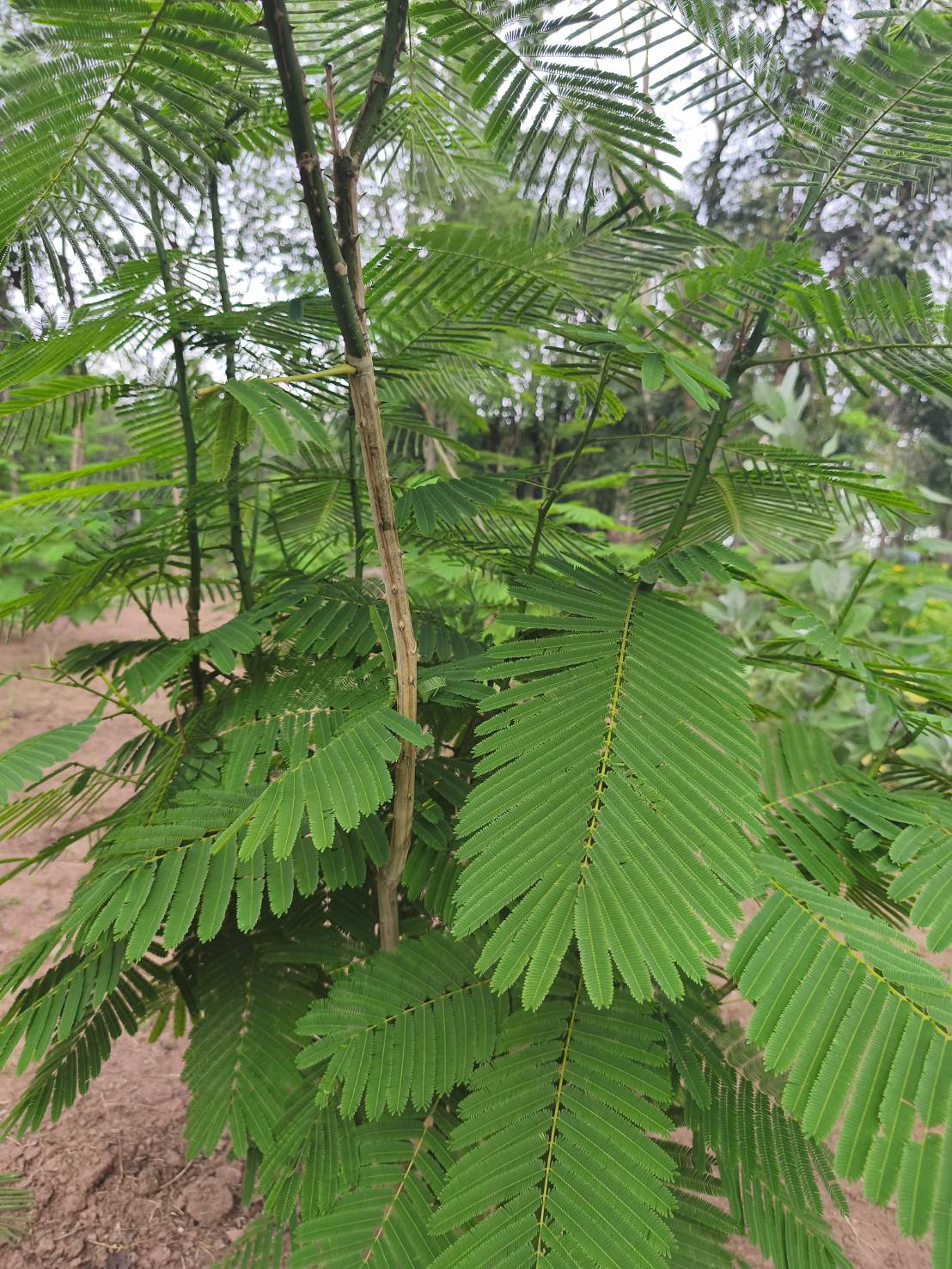 กิ่งพันธุ์ชะอม Climbing Wattle กิ่งสด