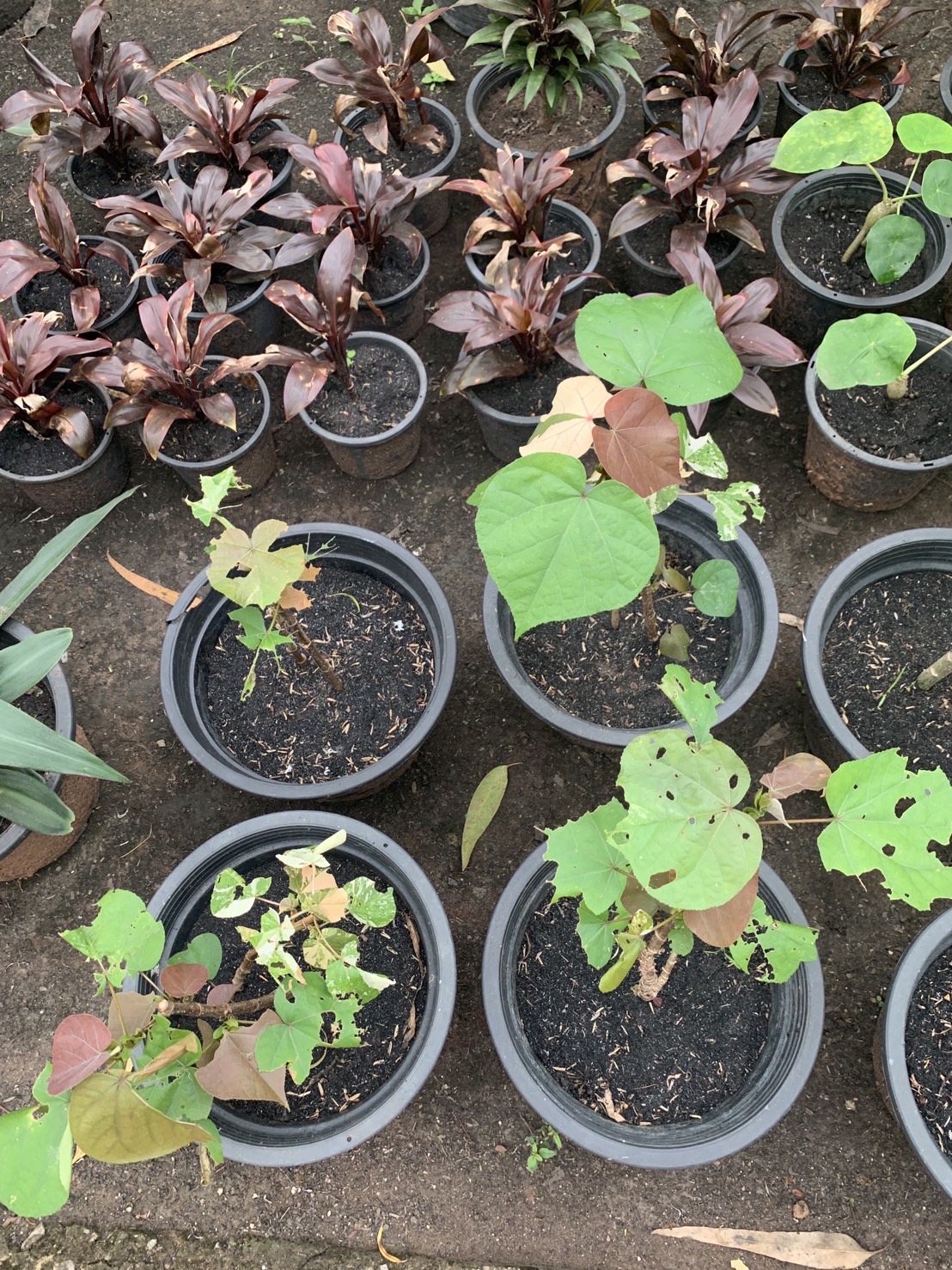 ต้นโพธิ์เจ็ดสี Bodhi Tree ไม้มงคล ไม้ด่าง ไม้ประดับ