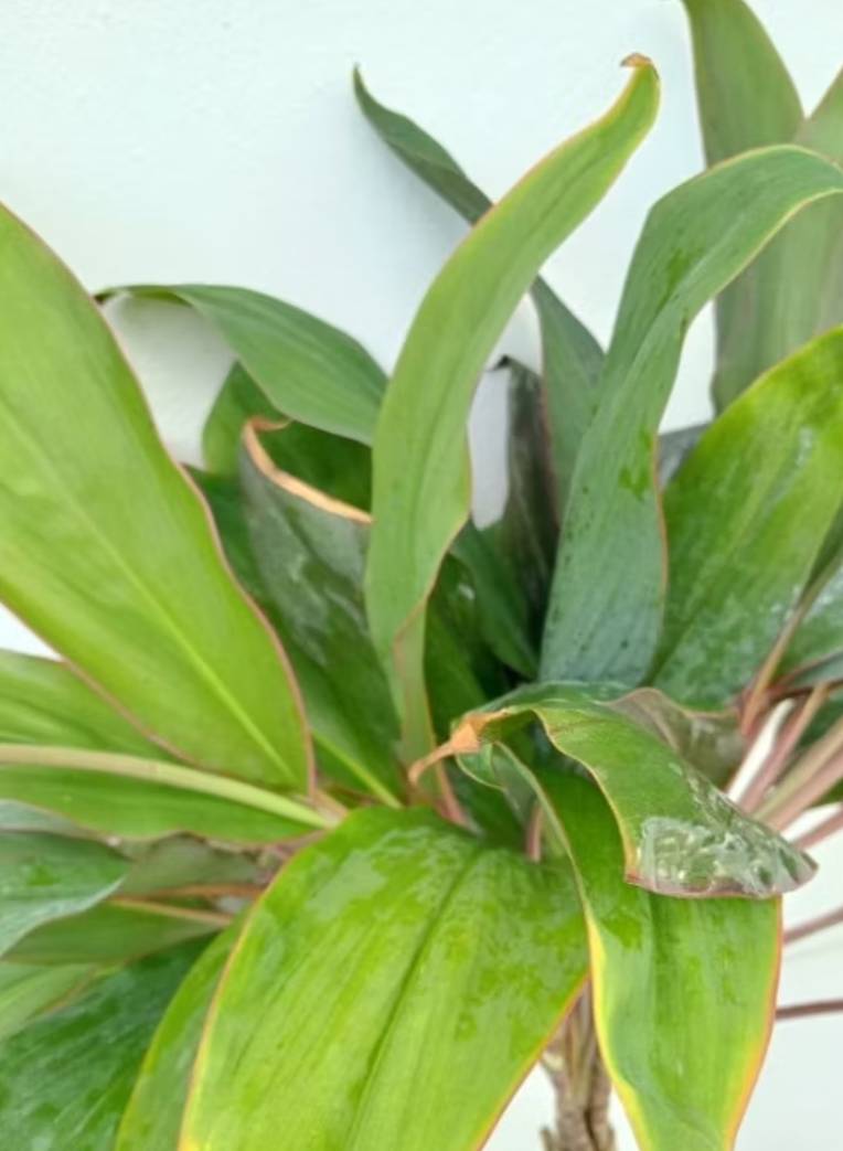 กิ่งหมากผู้หมากเมีย ใบใหญ่ (Cordyline Plant)