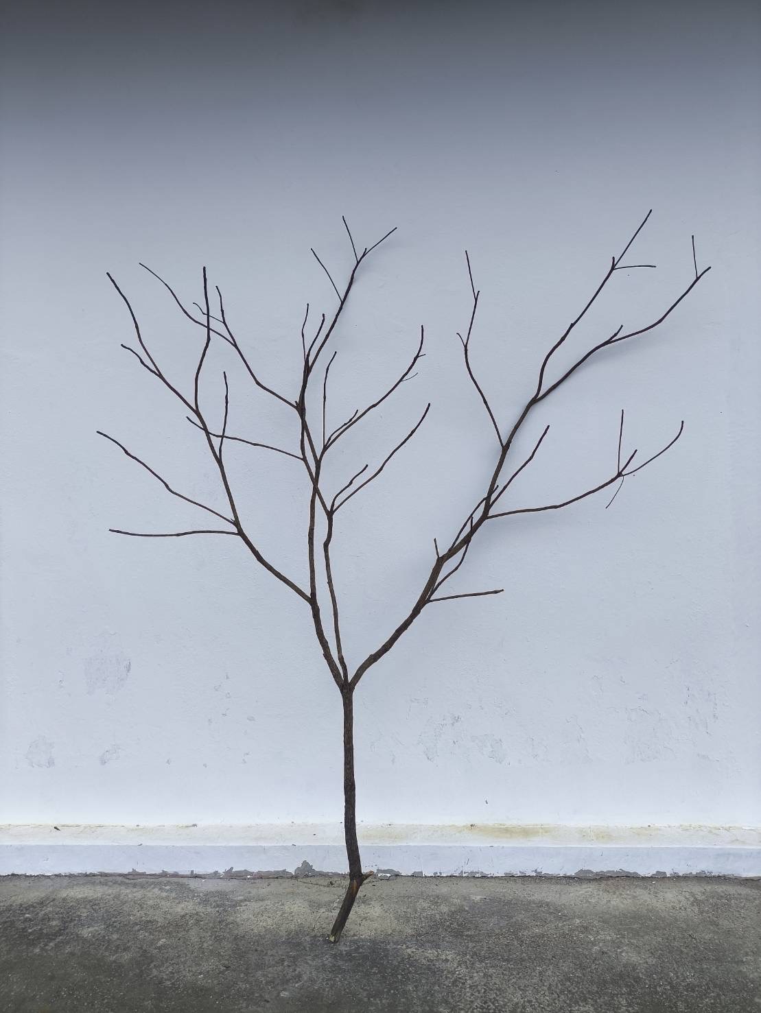 🌿 กิ่งไม้แห้งจริง Tree branch (เบอร์ 4)