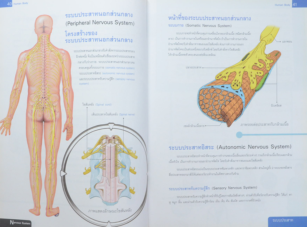 ระบบร่างกายมนุษย์