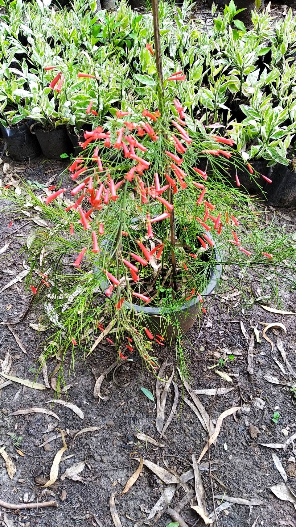 ประทัดจีน Firecracker plant