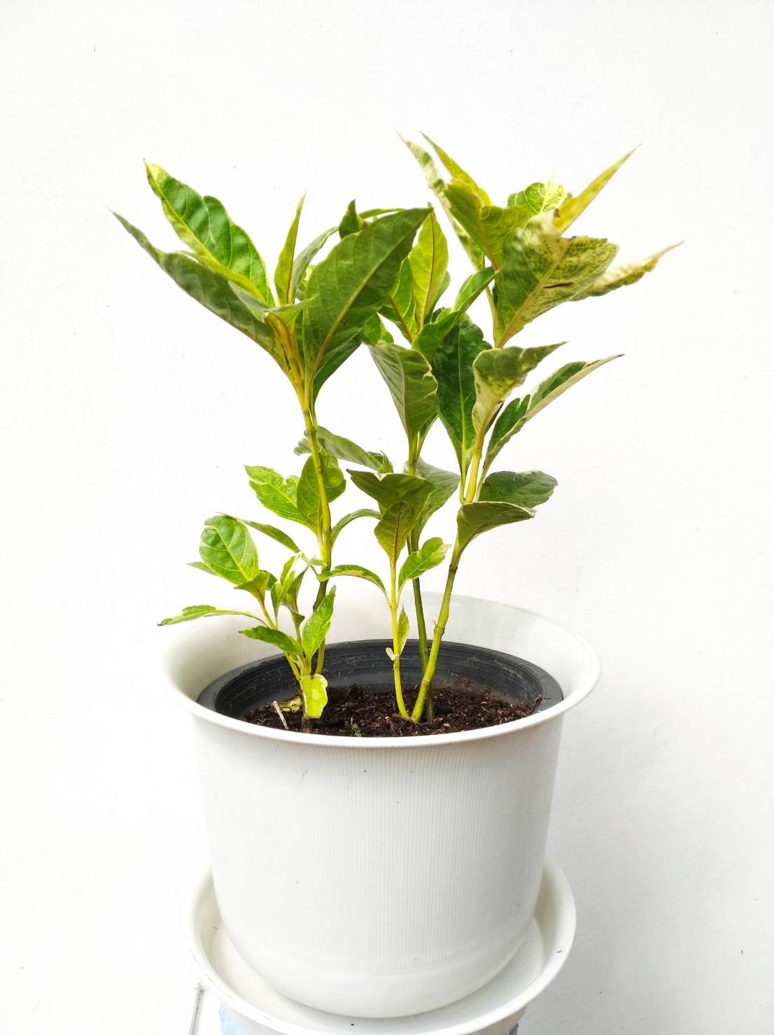 ทองดอกบวบ Caricature Plant ไม้พุ่ม ไม้มงคล