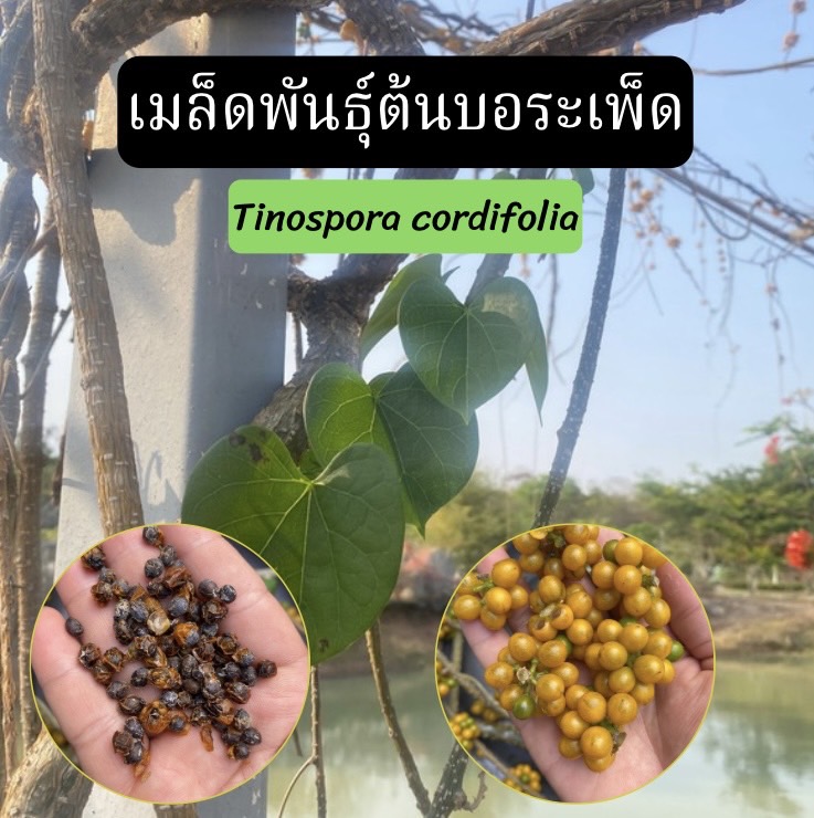 เมล็ดพันธุ์บอระเพ็ด Tinospora cordifolia